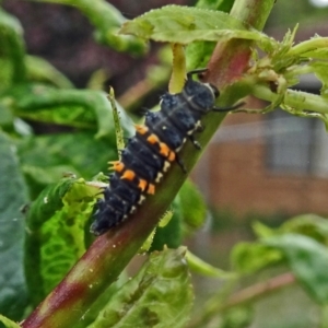 Harmonia conformis at Isaacs, ACT - 29 Oct 2017