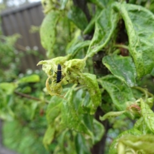 Harmonia conformis at Isaacs, ACT - 29 Oct 2017