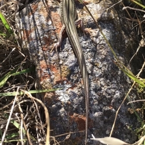 Ctenotus robustus at Belconnen, ACT - 16 Jan 2018 07:09 PM