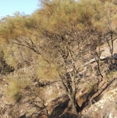 Allocasuarina verticillata (Drooping Sheoak) at Rob Roy Range - 30 Dec 2017 by MichaelBedingfield