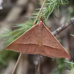 Epidesmia chilonaria (Golden-winged Epidesmia) at Cotter River, ACT - 7 Jan 2018 by HarveyPerkins