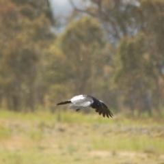 Corvus coronoides (Australian Raven) at Belconnen, ACT - 10 Nov 2013 by KMcCue