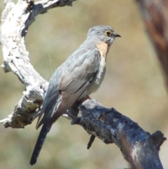 Cacomantis flabelliformis (Fan-tailed Cuckoo) at Namadgi National Park - 3 Nov 2013 by KMcCue