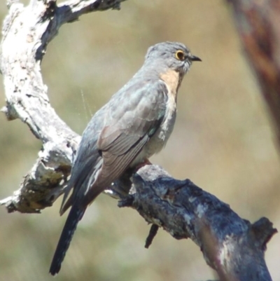 Cacomantis flabelliformis (Fan-tailed Cuckoo) at Namadgi National Park - 3 Nov 2013 by KMcCue