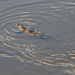 Ornithorhynchus anatinus (Platypus) at Namadgi National Park - 24 Sep 2013 by KMcCue