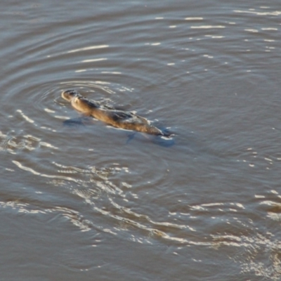 Ornithorhynchus anatinus (Platypus) at Rendezvous Creek, ACT - 24 Sep 2013 by KMcCue