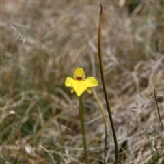 Diuris monticola (Highland Golden Moths) at Mount Clear, ACT - 3 Nov 2013 by KMcCue