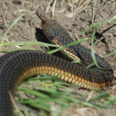 Austrelaps ramsayi (Highlands Copperhead) at Namadgi National Park - 13 Oct 2012 by KMcCue