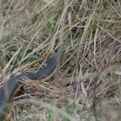 Austrelaps ramsayi at Rendezvous Creek, ACT - 13 Oct 2012 12:52 PM