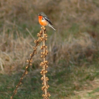 Petroica phoenicea (Flame Robin) at Rendezvous Creek, ACT - 24 Sep 2013 by KMcCue