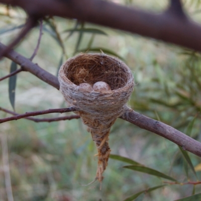 Rhipidura albiscapa (Grey Fantail) at Rendezvous Creek, ACT - 27 Dec 2012 by KMcCue