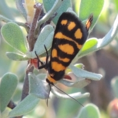 Asura lydia (Lydia Lichen Moth) at Rob Roy Range - 30 Dec 2017 by michaelb