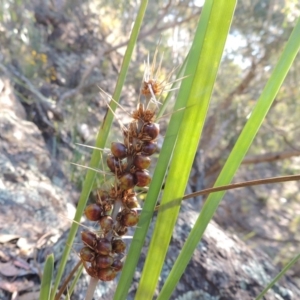 Lomandra longifolia at Conder, ACT - 30 Dec 2017 07:17 PM