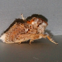 Pseudanapaea (genus) (A cup moth) at O'Connor, ACT - 17 Nov 2017 by PeteWoodall