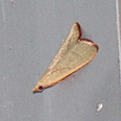 Ocrasa albidalis (A Pyralid moth) at O'Connor, ACT - 17 Nov 2017 by PeteWoodall