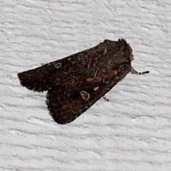 Dasygaster padockina (Tasmanian Cutworm) at O'Connor, ACT - 18 Nov 2017 by PeteWoodall