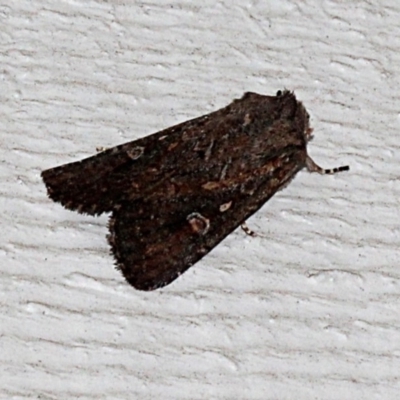 Dasygaster padockina (Tasmanian Cutworm) at O'Connor, ACT - 17 Nov 2017 by PeteWoodall