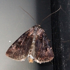 Agrotis porphyricollis at O'Connor, ACT - 18 Nov 2017 08:52 PM