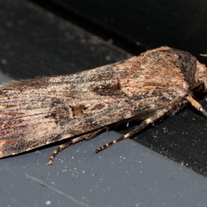 Agrotis munda at O'Connor, ACT - 18 Nov 2017 08:52 PM