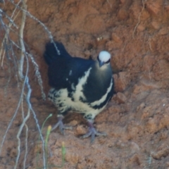 Leucosarcia melanoleuca (Wonga Pigeon) at Cotter River, ACT - 21 Dec 2012 by KMcCue