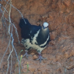 Leucosarcia melanoleuca at Cotter River, ACT - 21 Dec 2012 02:41 PM