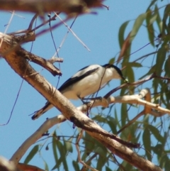 Lalage tricolor (White-winged Triller) at Rendezvous Creek, ACT - 22 Dec 2012 by KMcCue