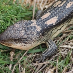 Tiliqua nigrolutea (Blotched Blue-tongue) at Rendezvous Creek, ACT - 13 Oct 2012 by KMcCue