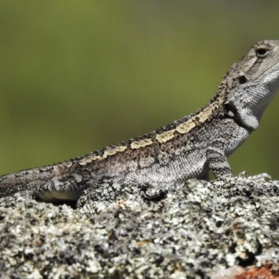 Amphibolurus muricatus (Jacky Lizard) at Booth, ACT - 17 Jan 2018 by JohnBundock