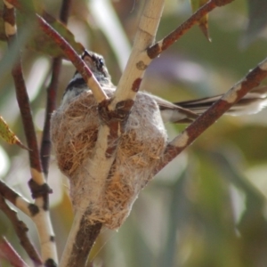 Rhipidura albiscapa at Tennent, ACT - 25 Nov 2012