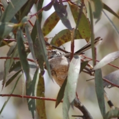 Rhipidura albiscapa at Tennent, ACT - 25 Nov 2012