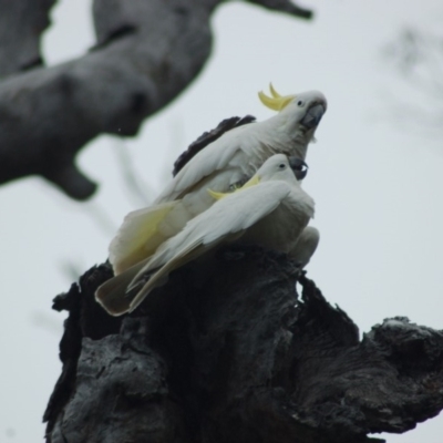 Cacatua galerita (Sulphur-crested Cockatoo) at Mulligans Flat - 16 Oct 2012 by KMcCue