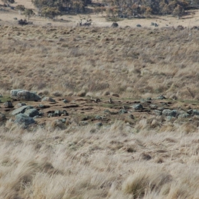 Oryctolagus cuniculus (European Rabbit) at Namadgi National Park - 8 Sep 2012 by KMcCue