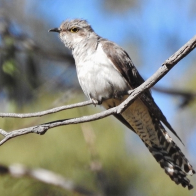 Cacomantis pallidus (Pallid Cuckoo) at Namadgi National Park - 16 Jan 2018 by JohnBundock