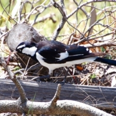 Grallina cyanoleuca (Magpie-lark) at Belconnen, ACT - 5 Nov 2016 by KMcCue