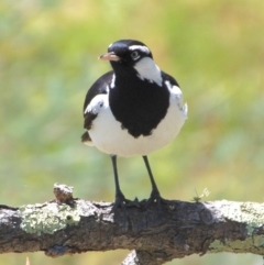 Grallina cyanoleuca at Belconnen, ACT - 6 Nov 2016 02:45 AM