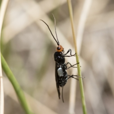Callibracon capitator (White Flank Black Braconid Wasp) at Michelago, NSW - 12 Nov 2017 by Illilanga