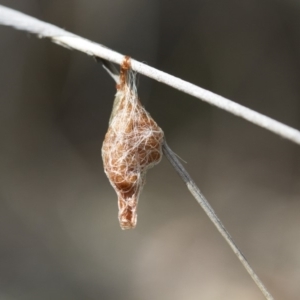 Austracantha minax at Michelago, NSW - 12 Nov 2017