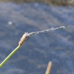 Austrolestes leda (Wandering Ringtail) at Michelago, NSW - 12 Nov 2017 by Illilanga