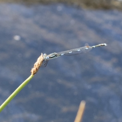 Austrolestes leda (Wandering Ringtail) at Illilanga & Baroona - 12 Nov 2017 by Illilanga