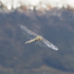 Hemicordulia tau (Tau Emerald) at Illilanga & Baroona - 12 Nov 2017 by Illilanga