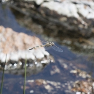 Hemicordulia tau at Michelago, NSW - 12 Nov 2017 12:28 PM