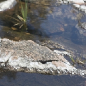 Hemicordulia tau at Michelago, NSW - 12 Nov 2017