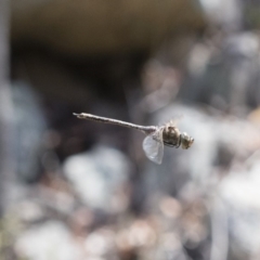 Anax papuensis at Michelago, NSW - 12 Nov 2017 12:42 PM