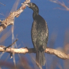 Phalacrocorax sulcirostris (Little Black Cormorant) at Acton, ACT - 30 Jul 2016 by KMcCue