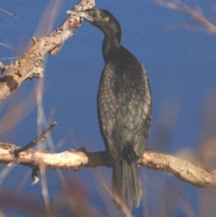 Phalacrocorax sulcirostris (Little Black Cormorant) at Lake Burley Griffin West - 29 Jul 2016 by KMcCue