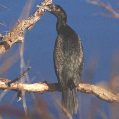 Phalacrocorax sulcirostris (Little Black Cormorant) at Lake Burley Griffin West - 29 Jul 2016 by KMcCue