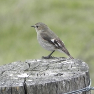 Petroica phoenicea at Rendezvous Creek, ACT - 11 Oct 2015 12:49 PM