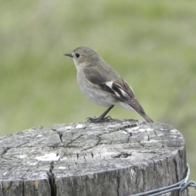 Petroica phoenicea (Flame Robin) at Namadgi National Park - 11 Oct 2015 by KMcCue