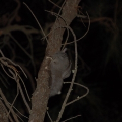 Petaurus notatus (Krefft’s Glider, formerly Sugar Glider) at Hackett, ACT - 8 Oct 2015 by KMcCue