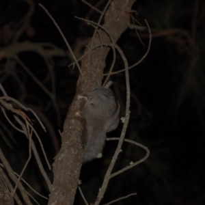 Petaurus notatus at Hackett, ACT - 9 Oct 2015 10:58 AM